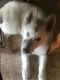 Siberian Husky Puppies for sale in Wilmington, Los Angeles, CA, USA. price: $100