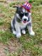 Siberian Husky Puppies for sale in Woodland Park, CO 80863, USA. price: $1,200