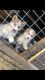 Siberian Husky Puppies for sale in Winton, CA 95388, USA. price: $450