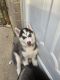 Siberian Husky Puppies for sale in Belleville, MI 48111, USA. price: NA