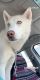 Siberian Husky Puppies for sale in Omaha, NE 68102, USA. price: NA