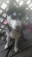Siberian Husky Puppies for sale in Springfield, MO, USA. price: NA