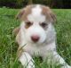 Siberian Husky Puppies for sale in West Chicago, IL, USA. price: NA