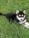 Siberian Husky Puppies for sale in Mohawk, TN 37810, USA. price: $500