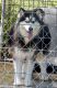 Siberian Husky Puppies for sale in Richland, TX 76681, USA. price: NA