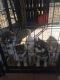 Siberian Husky Puppies for sale in Providence, RI, USA. price: $1,000
