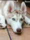 Siberian Husky Puppies for sale in Elkland, MO 65644, USA. price: $150