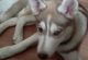 Siberian Husky Puppies for sale in Brighton, CO, USA. price: NA