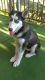 Siberian Husky Puppies for sale in Eucalyptus Dr, Bakersfield, CA 93306, USA. price: NA