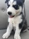 Siberian Husky Puppies for sale in Jacksonville, NC 28546, USA. price: $500