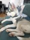 Siberian Husky Puppies for sale in 7 Navy Pier Ct, Staten Island, NY 10304, USA. price: NA