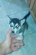 Siberian Husky Puppies for sale in Piqua, OH 45356, USA. price: $450