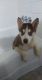 Siberian Husky Puppies for sale in Auburn, GA 30011, USA. price: $350