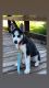Siberian Husky Puppies for sale in Plainfield, NJ, USA. price: $800