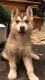 Siberian Husky Puppies for sale in Lombard, IL, USA. price: NA