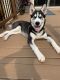 Siberian Husky Puppies for sale in Staten Island, NY, USA. price: NA