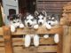 Siberian Husky Puppies for sale in Henderson, NV 89074, USA. price: NA