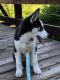 Siberian Husky Puppies for sale in Plainfield, NJ, USA. price: $850