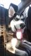 Siberian Husky Puppies for sale in Temple, TX 76504, USA. price: $300