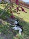 Siberian Husky Puppies for sale in Port Charlotte, FL, USA. price: NA