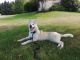 Siberian Husky Puppies for sale in Allendale Charter Twp, MI, USA. price: NA