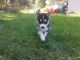 Siberian Husky Puppies for sale in Athol, ID 83801, USA. price: $900