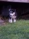 Siberian Husky Puppies for sale in 3104 S Pleasant Valley Rd, American Falls, ID 83211, USA. price: NA