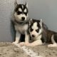 Siberian Husky Puppies for sale in Mansfield, TX 76063, USA. price: NA