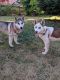 Siberian Husky Puppies for sale in Salem, OR, USA. price: $3,000