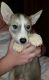 Siberian Husky Puppies for sale in Branson, MO 65616, USA. price: NA