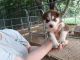 Siberian Husky Puppies for sale in Cleveland, TN, USA. price: $350