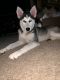 Siberian Husky Puppies for sale in Spring, TX 77373, USA. price: $950