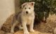 Siberian Husky Puppies for sale in Austin Ln, Frisco, TX 75034, USA. price: NA