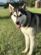Siberian Husky Puppies for sale in Cambridge, MN, USA. price: NA