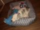 Siberian Husky Puppies for sale in Savannah, GA 31408, USA. price: $800