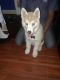 Siberian Husky Puppies for sale in Glendora, CA, USA. price: NA