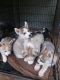 Siberian Husky Puppies for sale in Coushatta, LA 71019, USA. price: NA