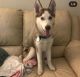Siberian Husky Puppies for sale in Lehigh Acres, FL 33971, USA. price: NA