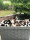 Siberian Husky Puppies for sale in Garner, NC, USA. price: NA
