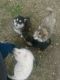 Siberian Husky Puppies for sale in Riegelwood, NC 28456, USA. price: NA