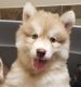 Siberian Husky Puppies for sale in Columbia, TN 38401, USA. price: NA