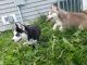 Siberian Husky Puppies for sale in Fort Drum, NY 13603, USA. price: NA