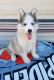 Siberian Husky Puppies for sale in Sanger, CA 93657, USA. price: $350