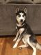 Siberian Husky Puppies for sale in South Plainfield, NJ 07080, USA. price: NA