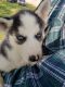 Siberian Husky Puppies for sale in Wellington, OH 44090, USA. price: $400