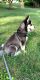 Siberian Husky Puppies for sale in 7324 Lee Hwy, Falls Church, VA 22046, USA. price: NA