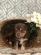 Siberian Husky Puppies for sale in Utica, NY, USA. price: NA