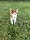 Siberian Husky Puppies for sale in Hot Springs, AR, USA. price: NA