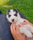 Siberian Husky Puppies for sale in Beckley, WV 25801, USA. price: $900