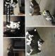 Siberian Husky Puppies for sale in Utica, NY, USA. price: NA